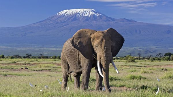 mount Kilimanjaro